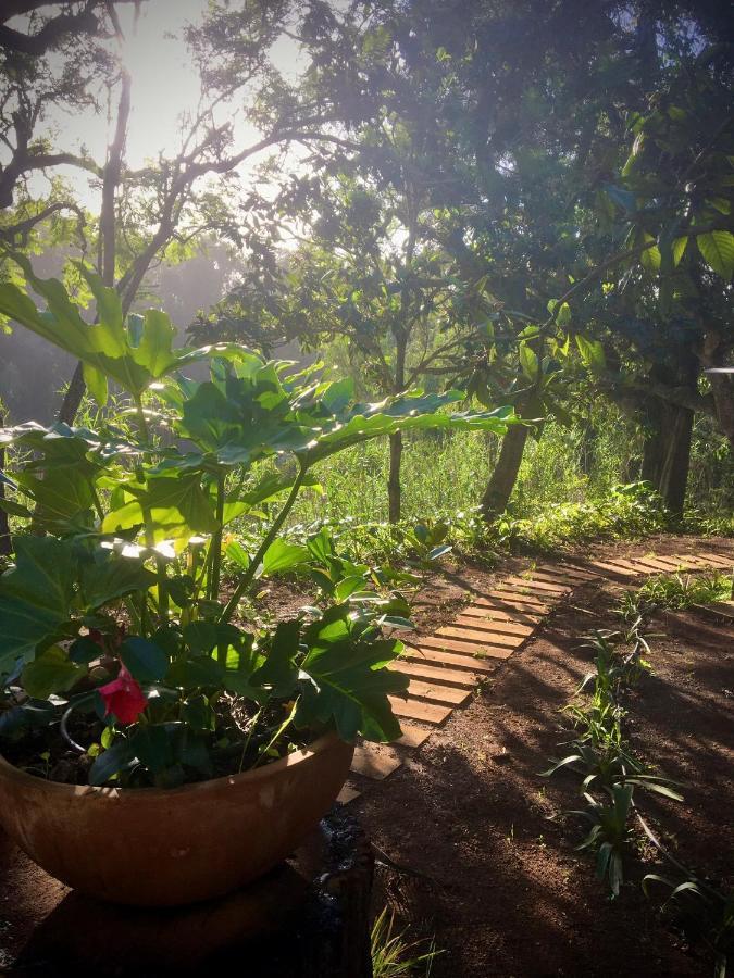 En Medio Del Bosque, El Lance Firgas